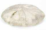 Jurassic Sea Urchin (Clypeus) Fossil - England #216911-1